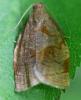 Archips rosana